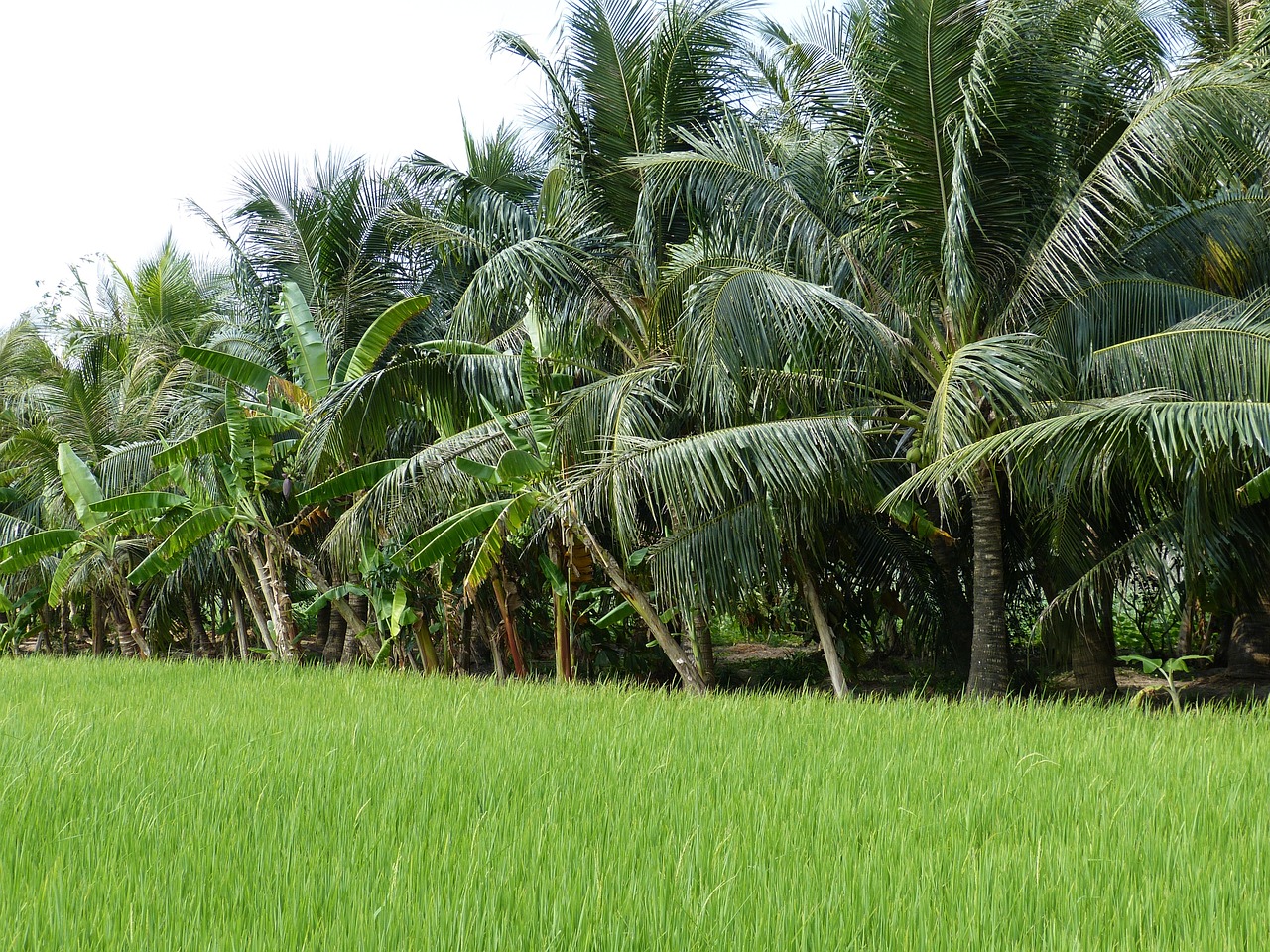 agriculture tropics tropical free photo