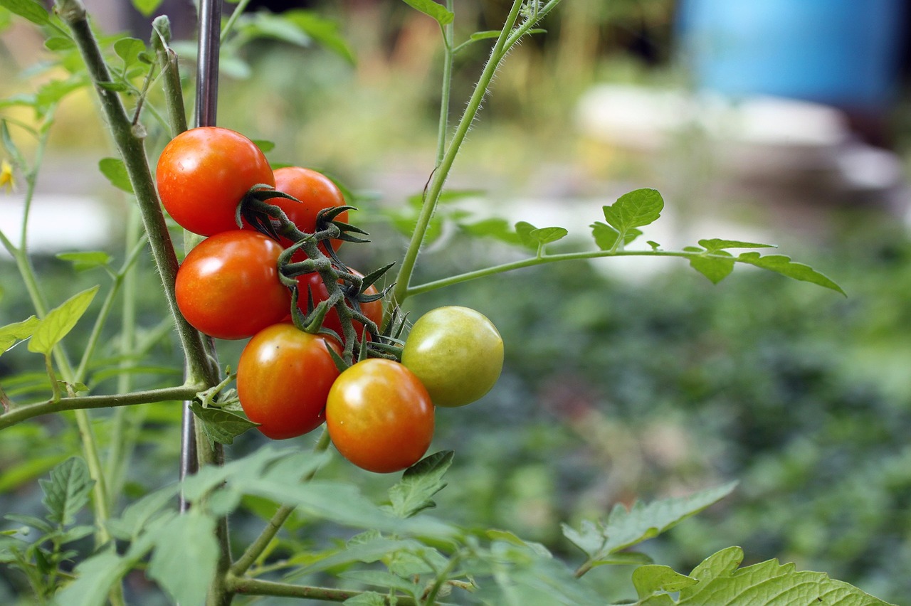 tomato tomatoes red free photo