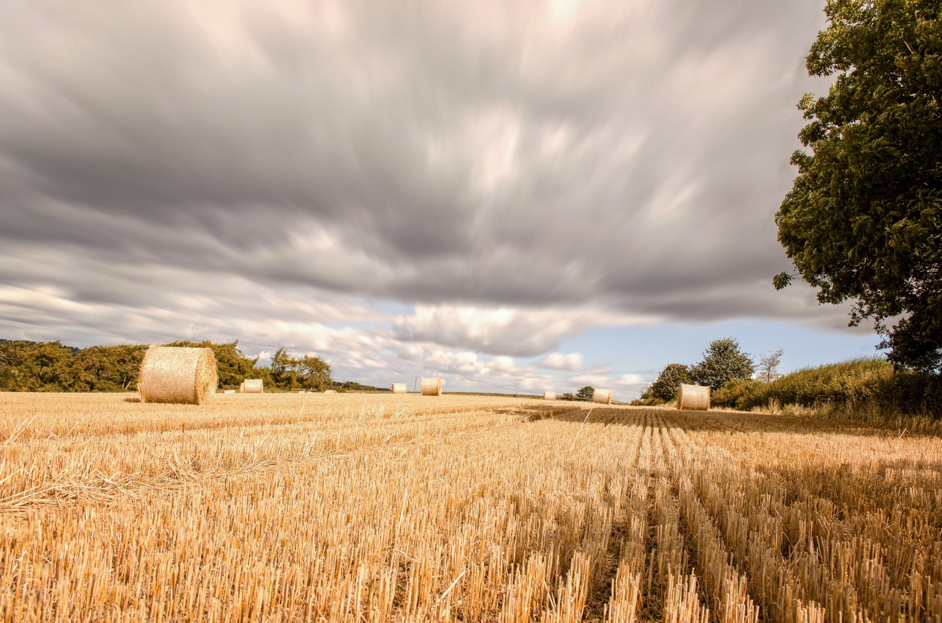 farming wheat harvest free photo