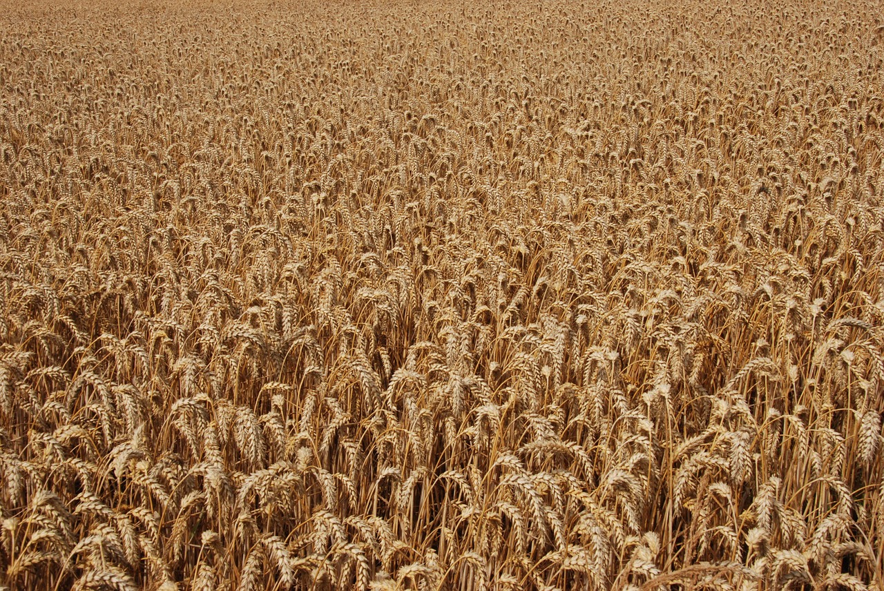 agriculture grain corn free photo