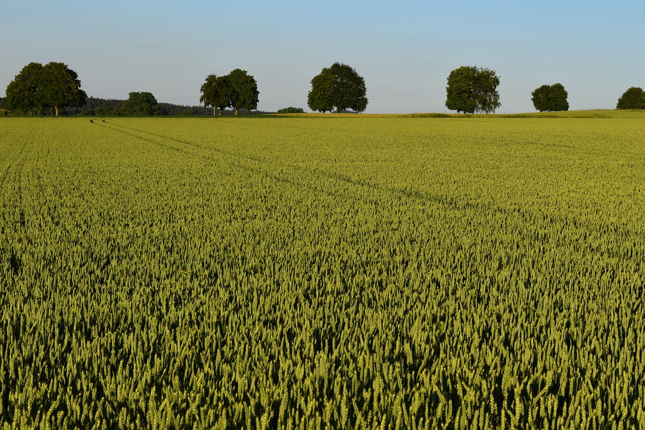 agriculture cornfield summer free photo