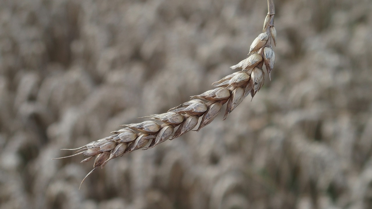 agriculture field farm free photo