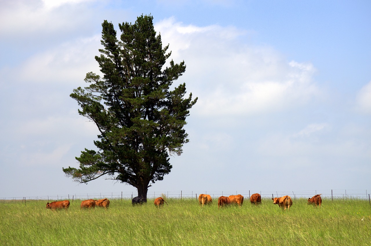 agriculture country farming free photo