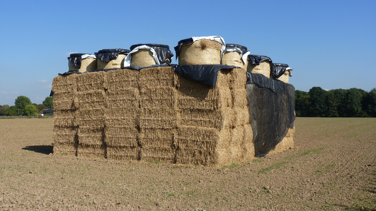 agriculture straw straw bales free photo