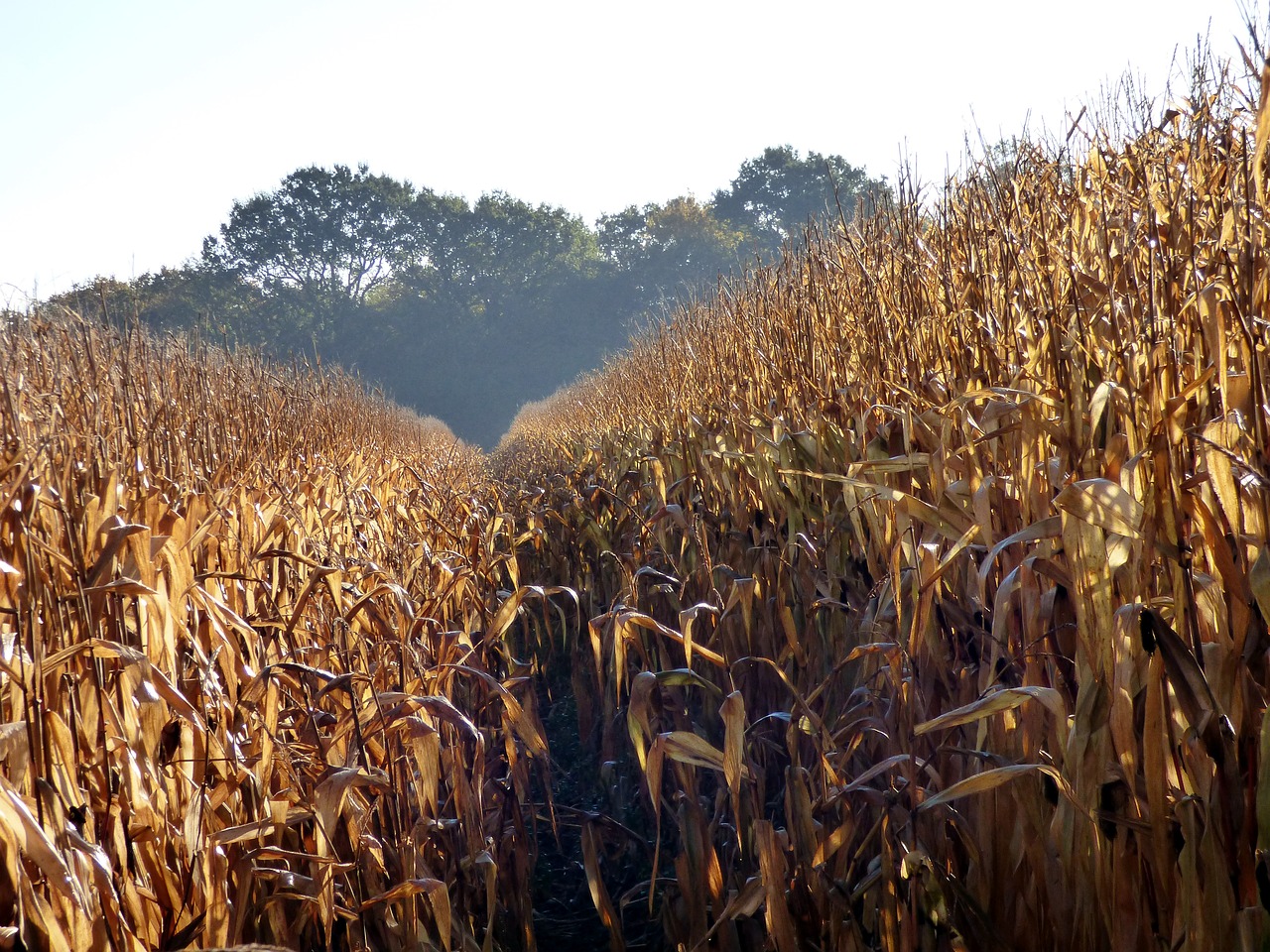 agriculture corn cereals free photo