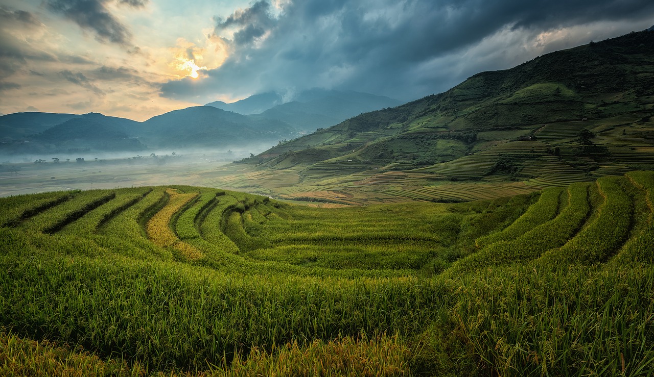 agriculture asia cat free photo