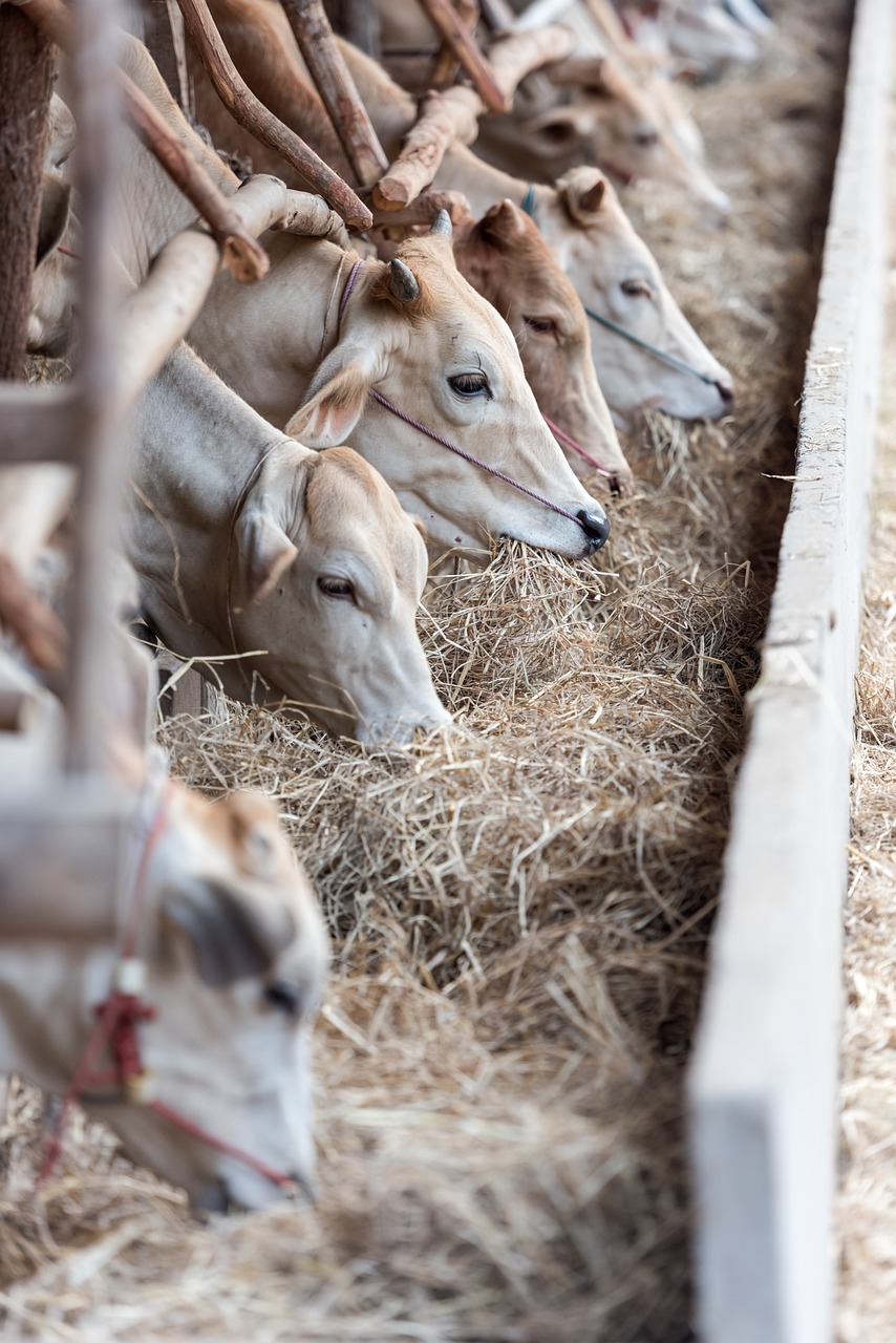 animals the cow dry grass free photo