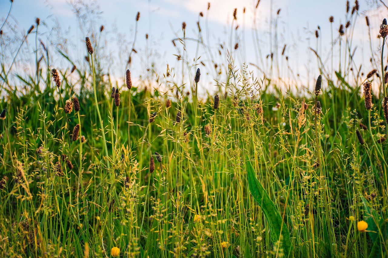 agriculture countryside crop free photo