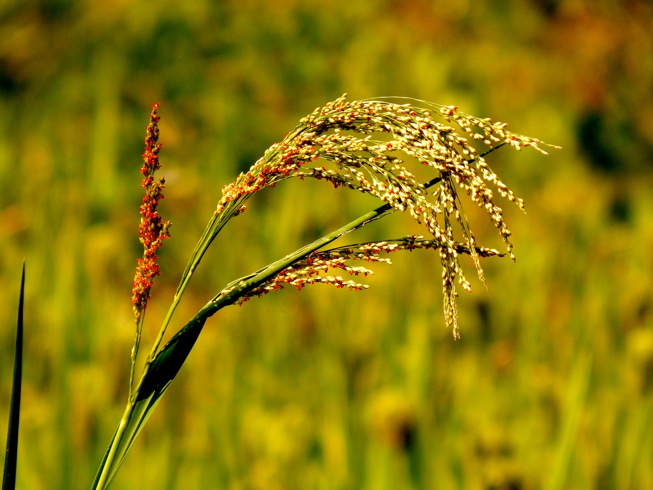 agriculture crops field free photo