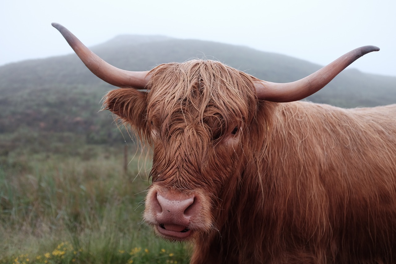 agriculture animal bull free photo