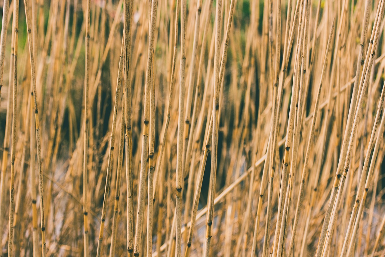 agriculture cane countryside free photo