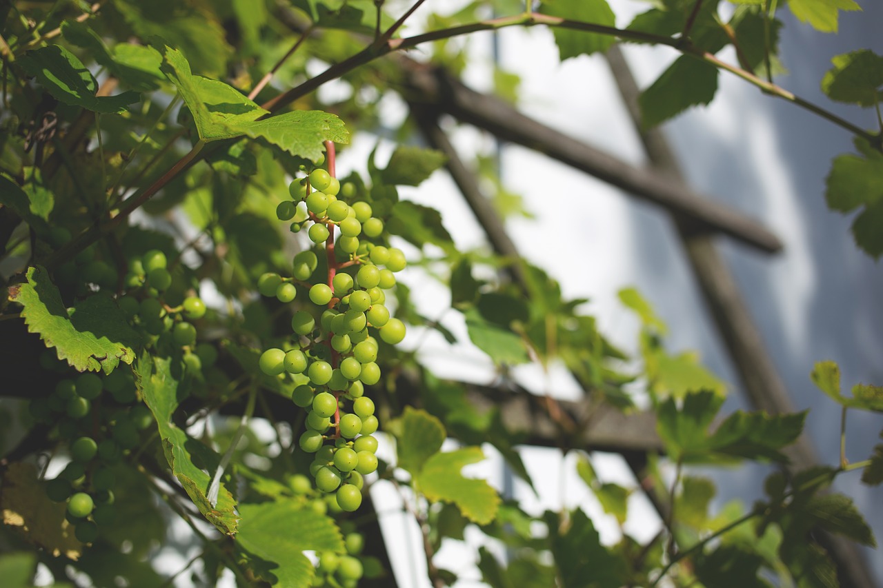 agriculture branch color free photo