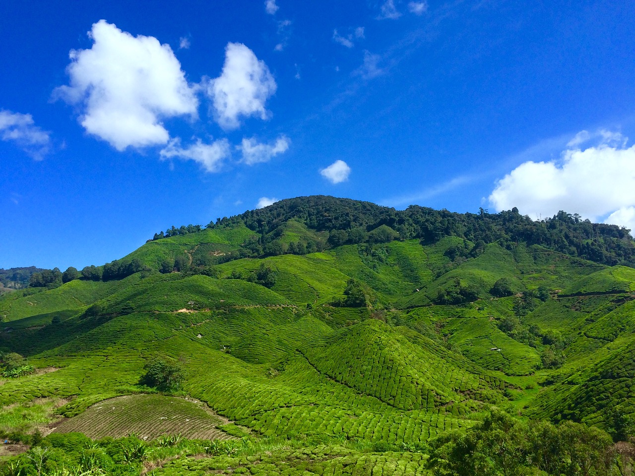 agriculture countryside cropland free photo