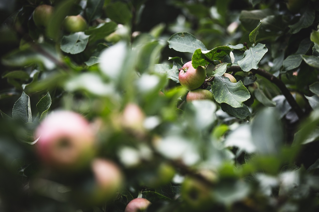 agriculture apple blur free photo