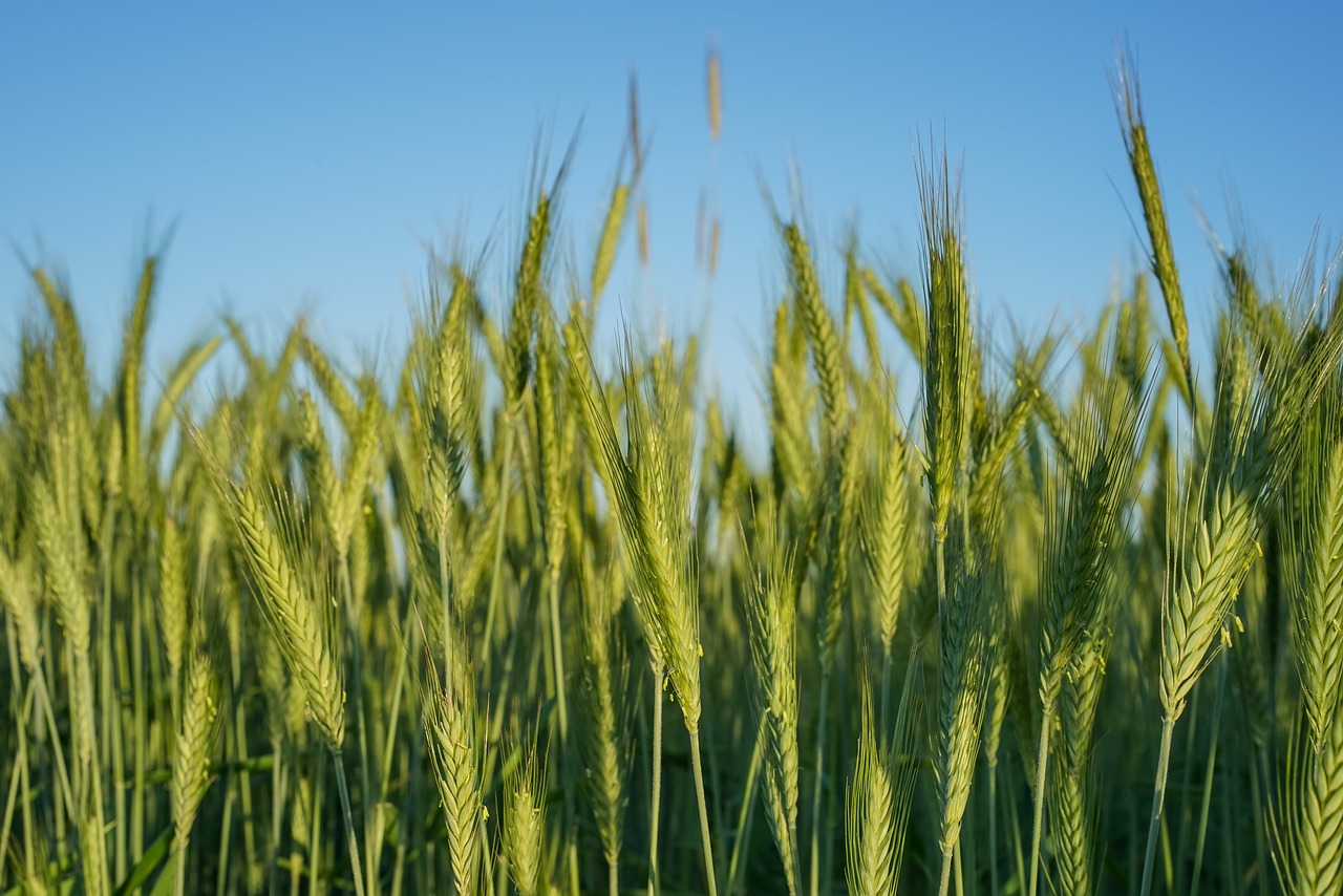 agriculture barley crops free photo