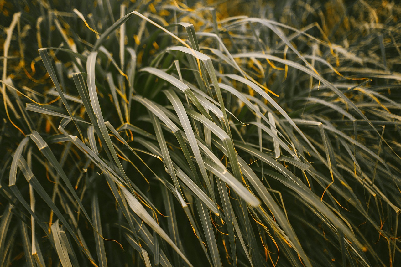 agriculture blades blur free photo