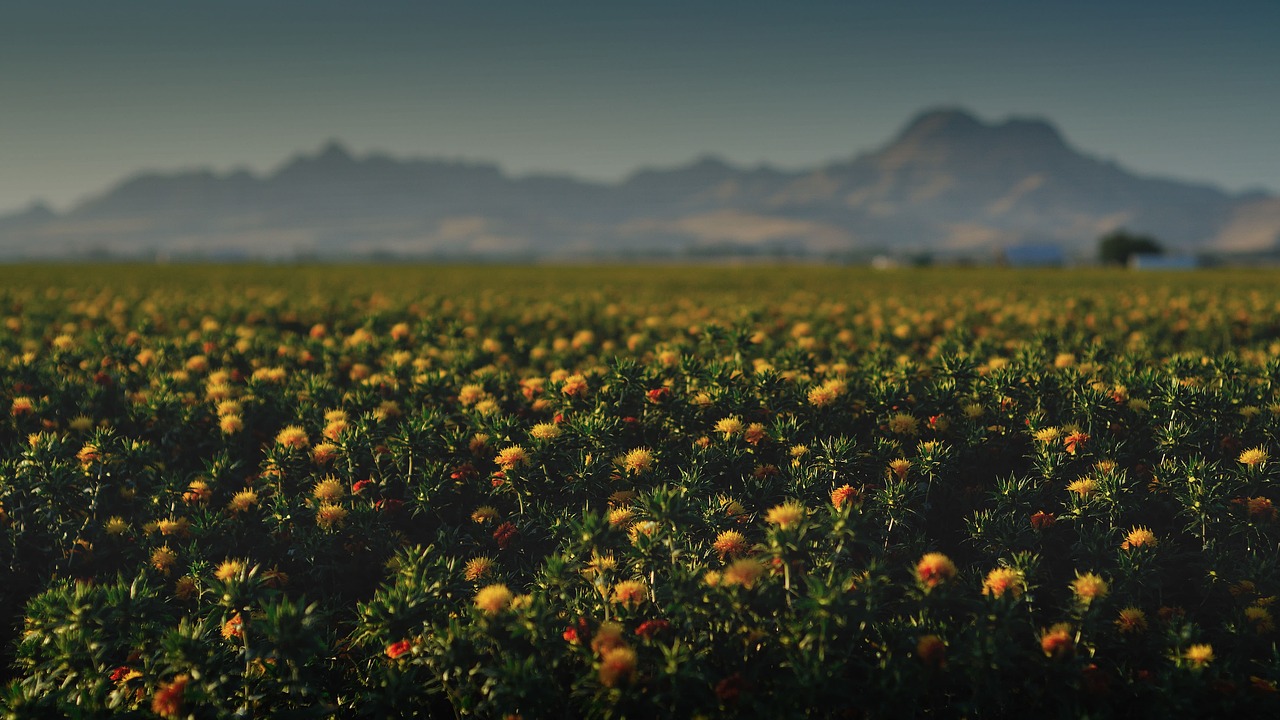 agriculture bloom blossom free photo