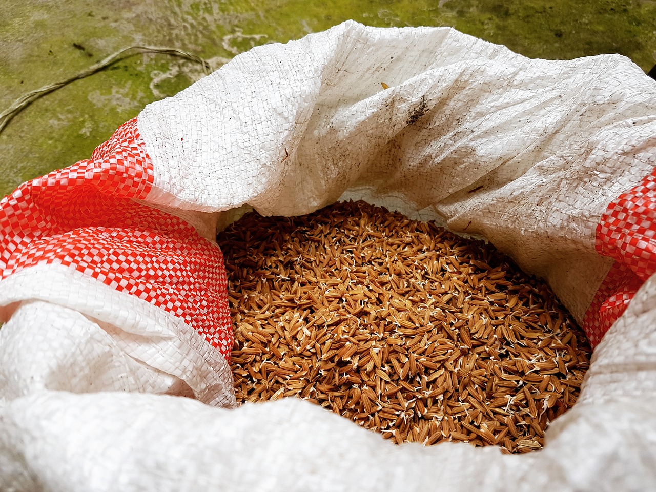 agriculture paddy field red free photo