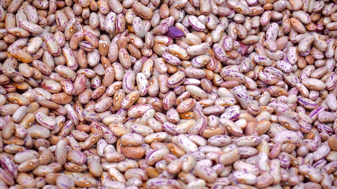 agriculture beans close-up free photo