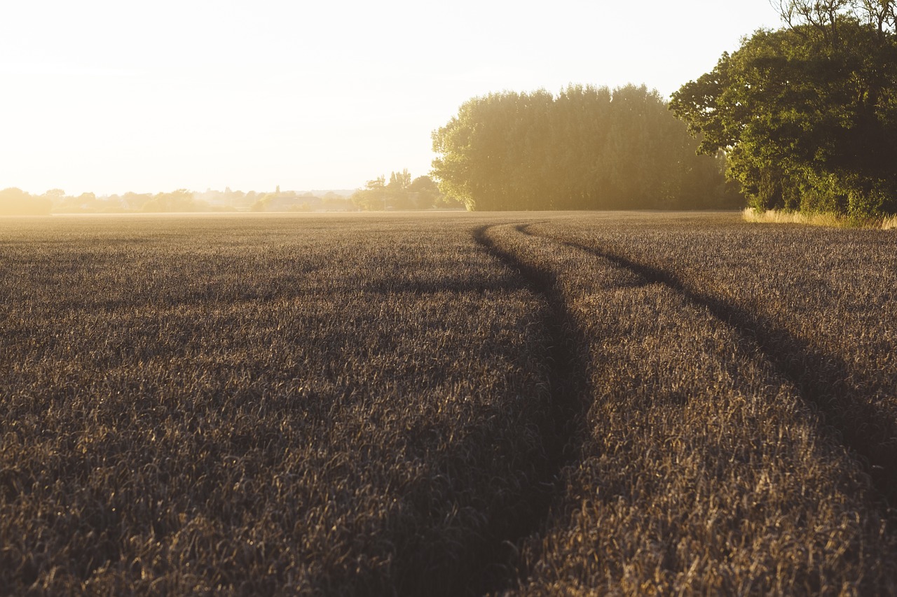 agriculture countryside crop free photo