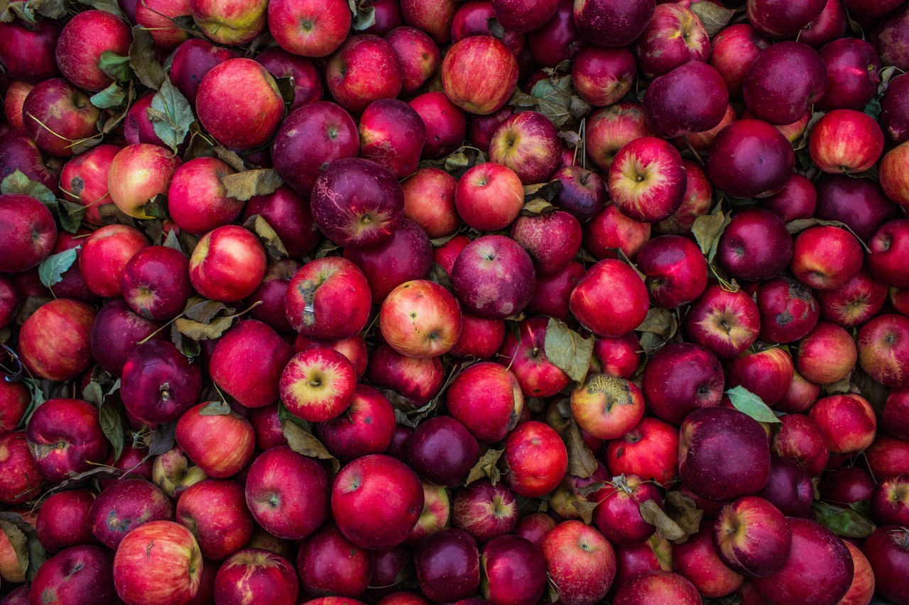 agriculture apples food free photo