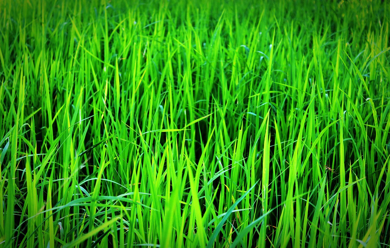 agriculture close-up countryside free photo