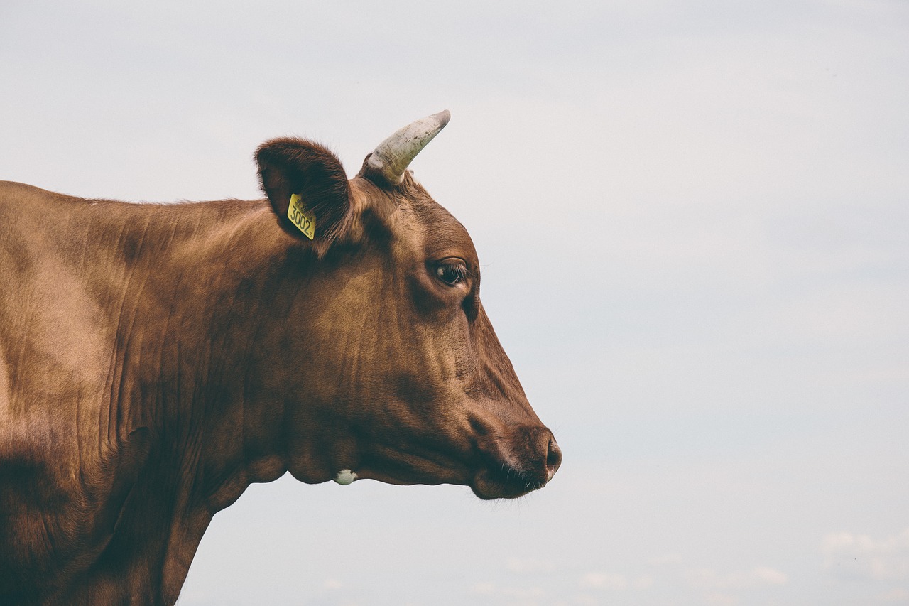 agriculture animal animal photography free photo