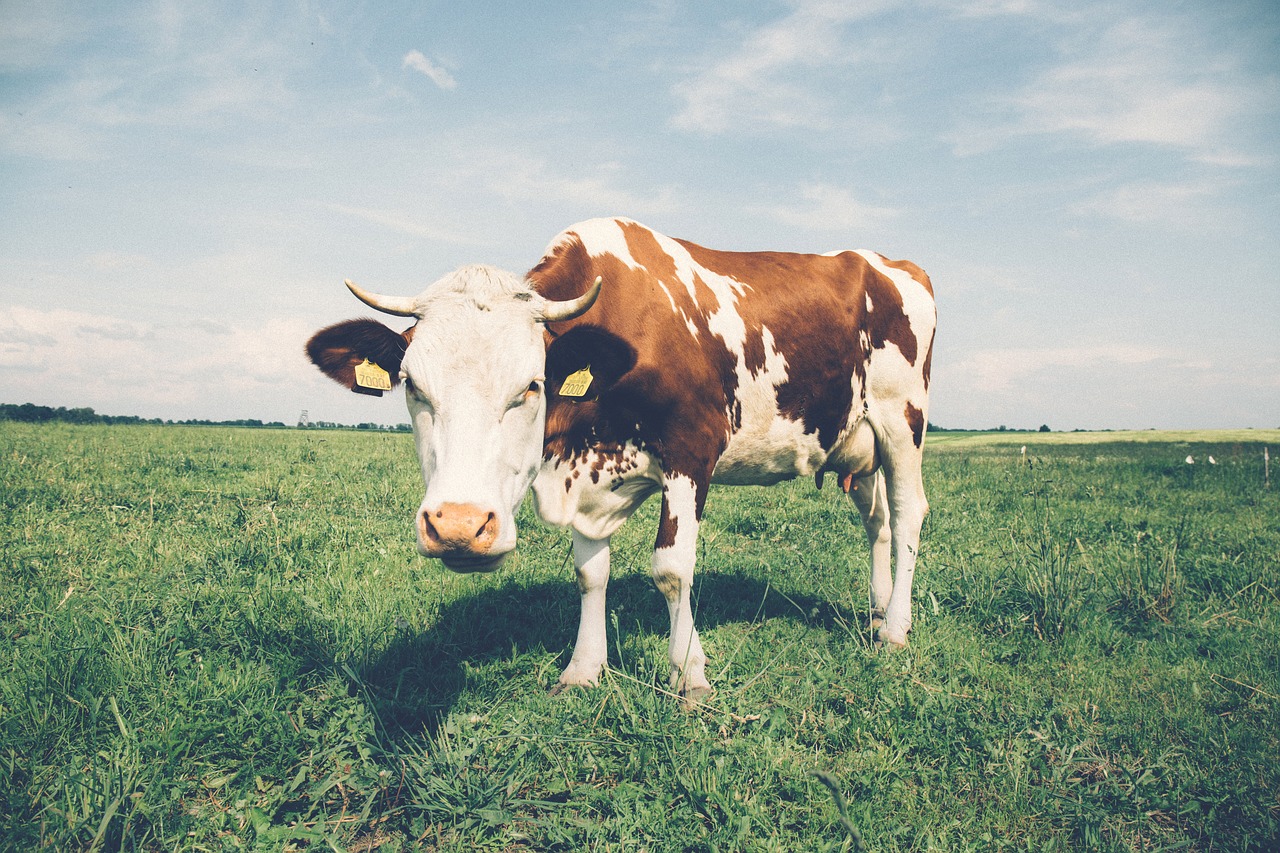 agriculture cattle close-up free photo