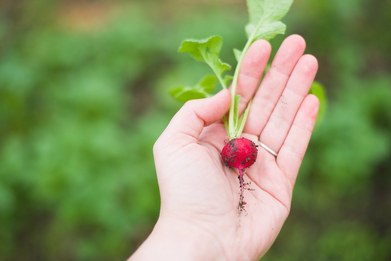 agriculture biology blur free photo