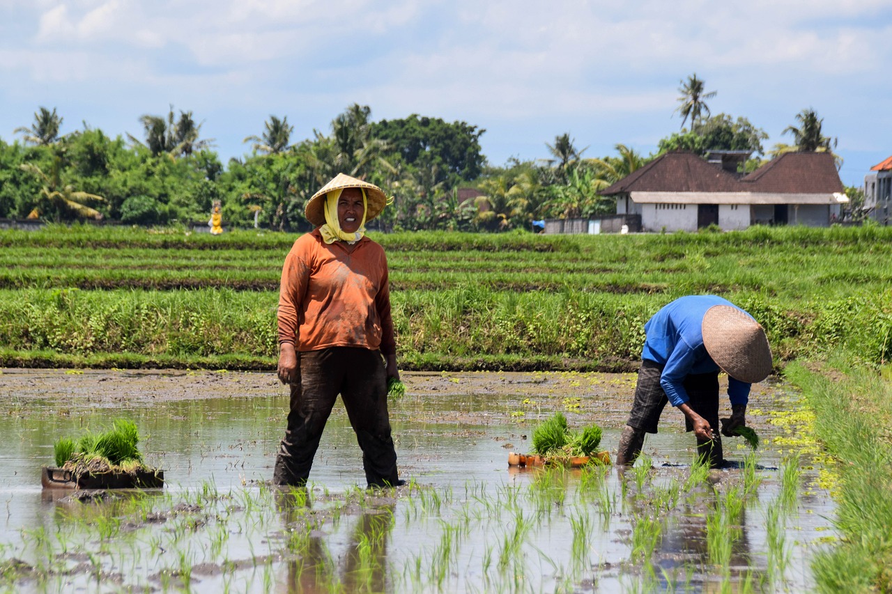 agriculture bali indonesia free photo