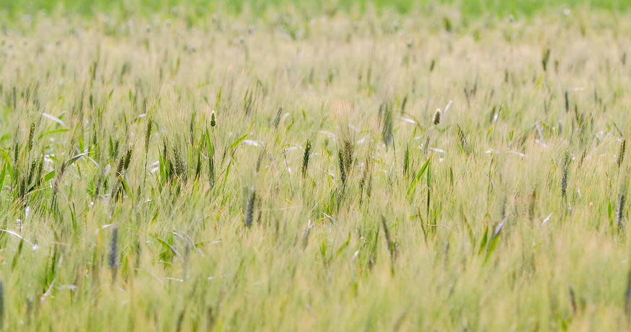 agriculture nature plant free photo