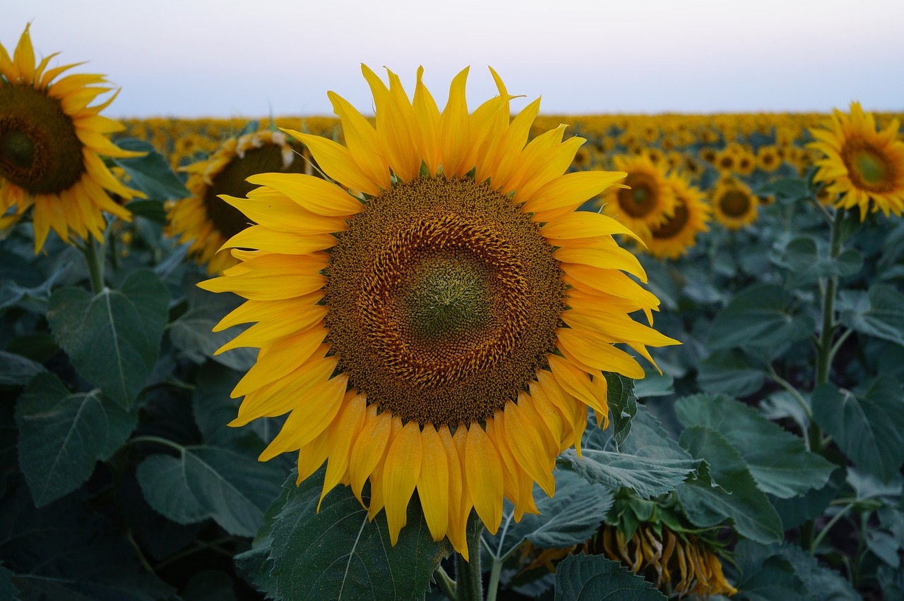 agriculture flower summer free photo