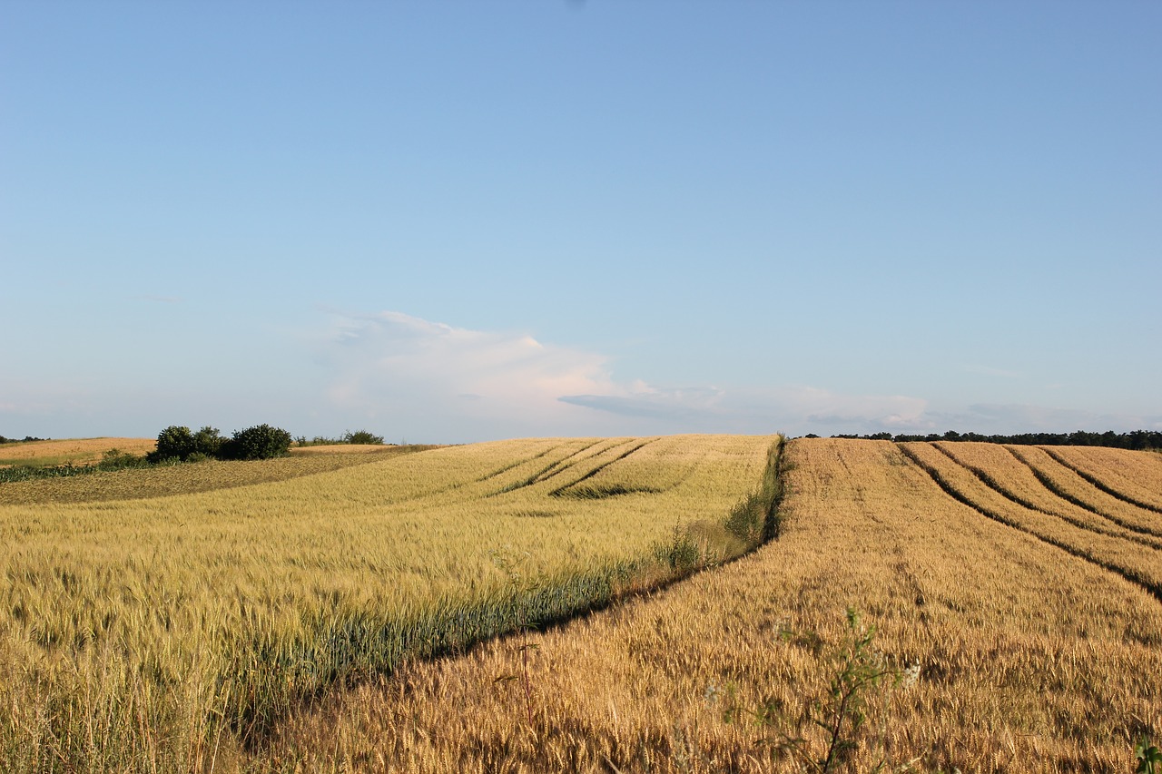 agriculture wheat field free photo