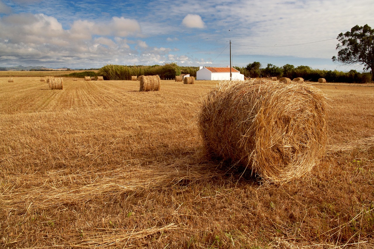 agriculture grass nature free photo