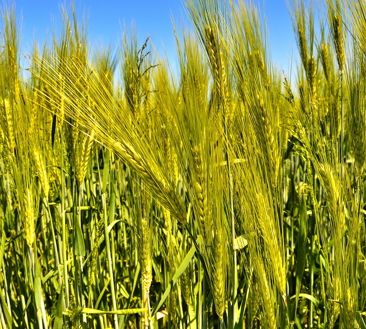 agriculture cereals food free photo