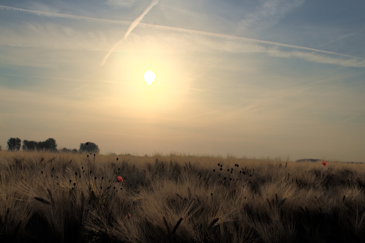 agriculture field grain free photo