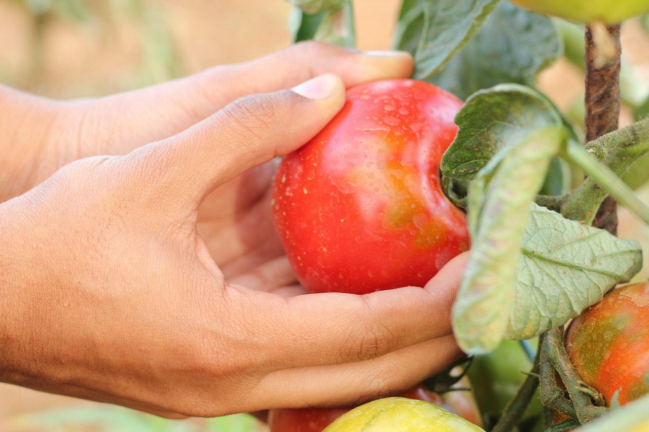 agriculture tomato hands free photo