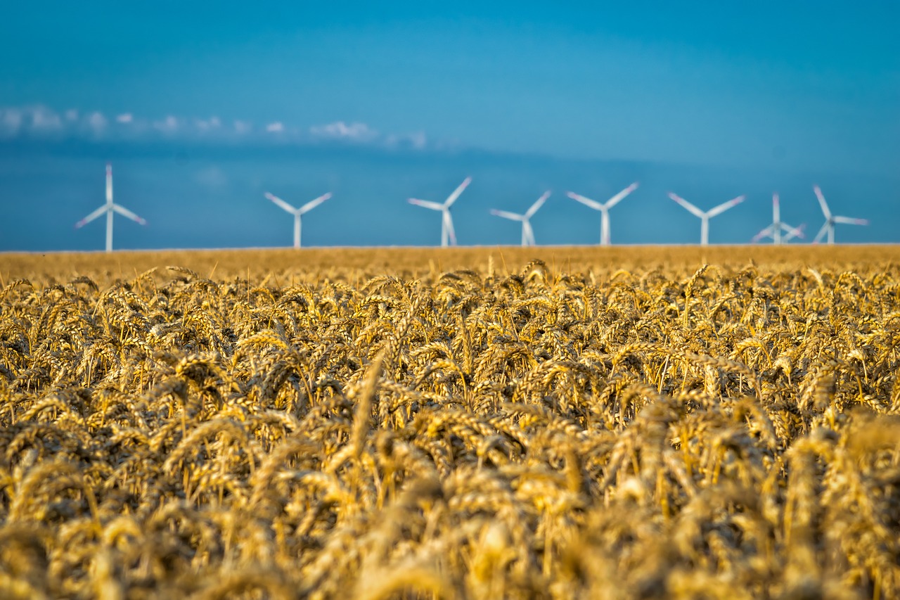 agriculture field cereals free photo