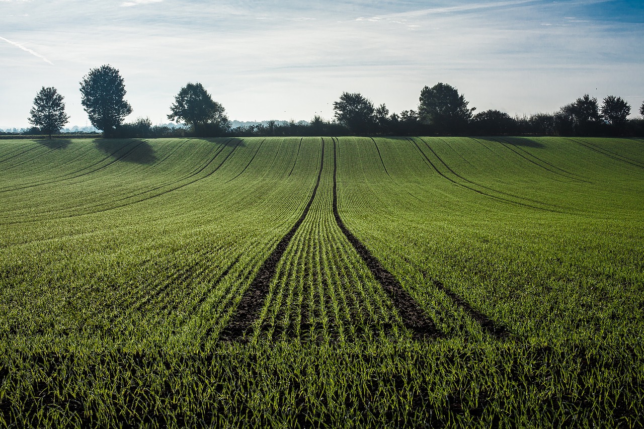 agriculture getreideanbau cereals free photo