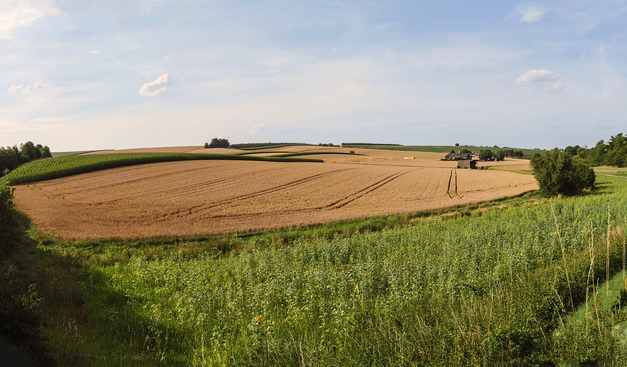 agriculture fields grain free photo