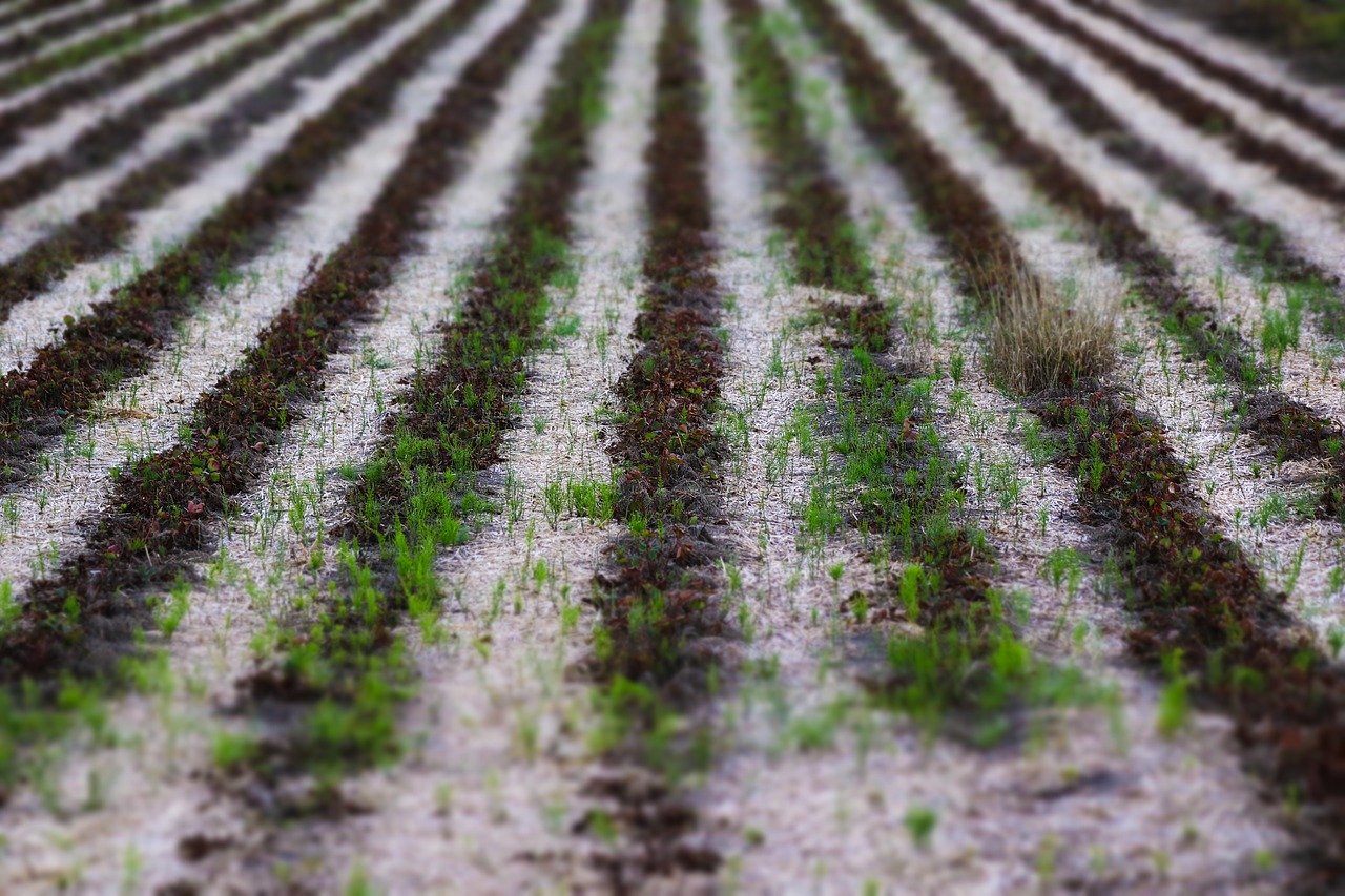 agriculture arable crops free photo