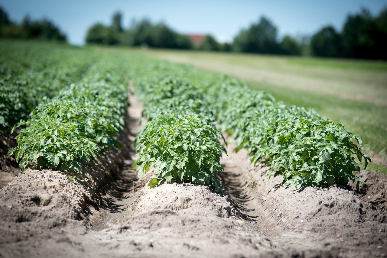 agriculture potato crop free photo