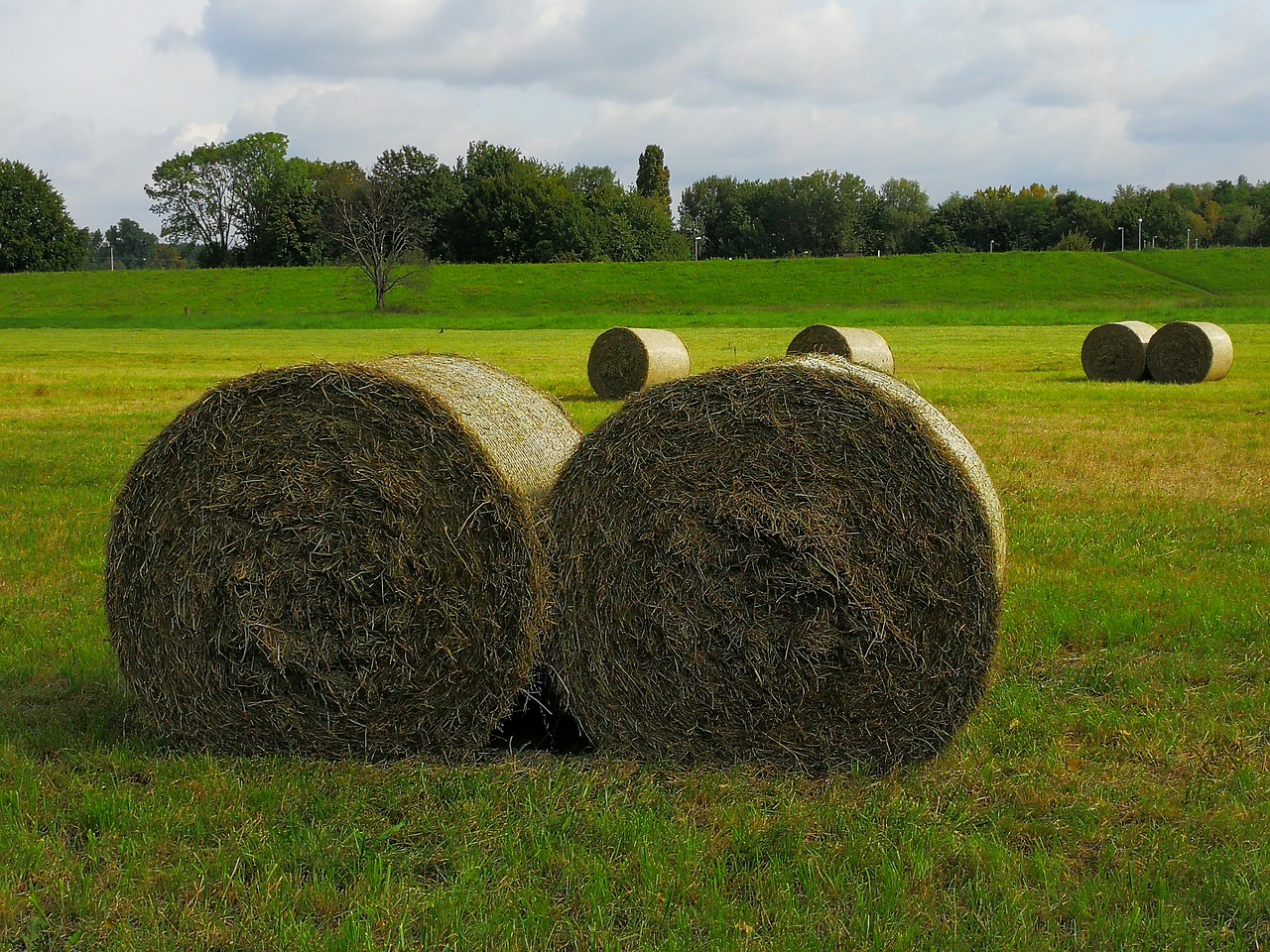 agriculture straw role round bales free photo