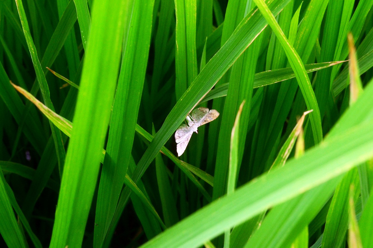 agriculture pest insect free photo