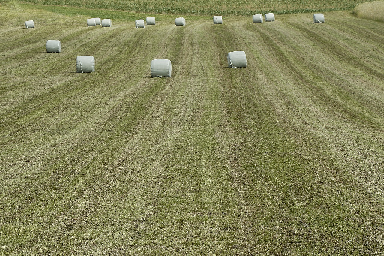 agriculture harvest field free photo