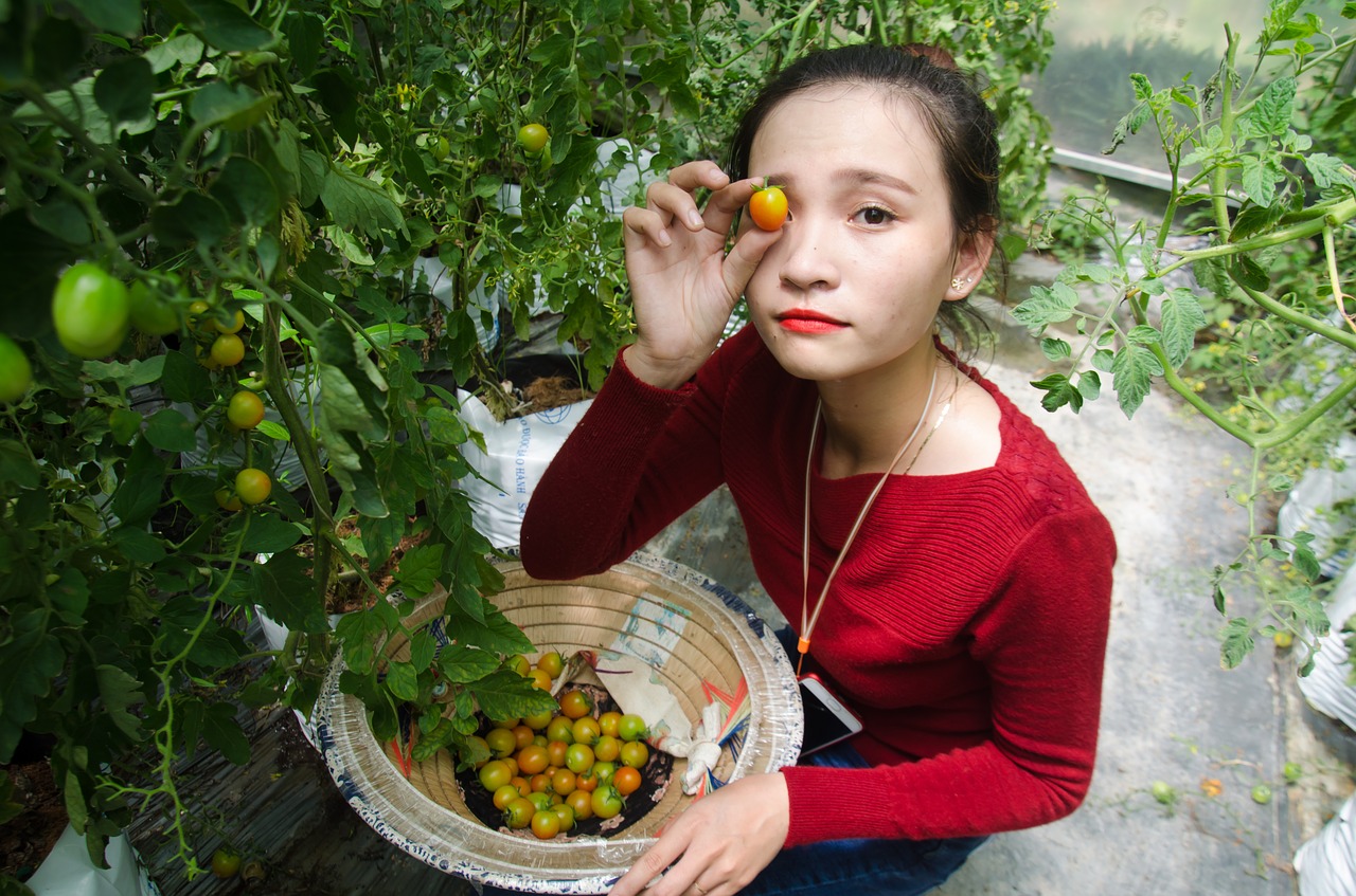 agriculture tomatoes labor free photo