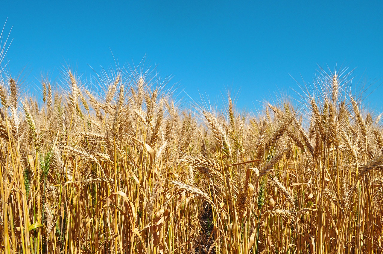 agriculture wheat harvest free photo