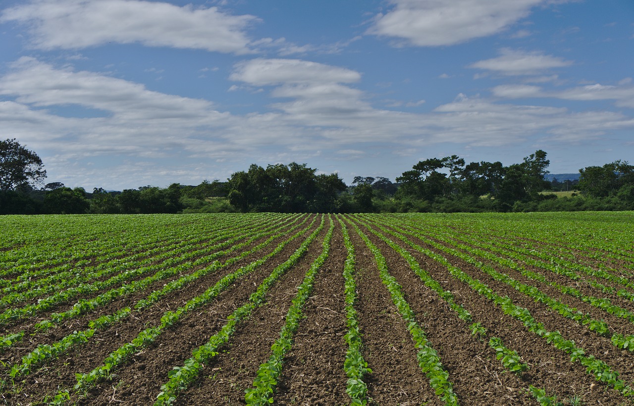 agriculture farm field free photo