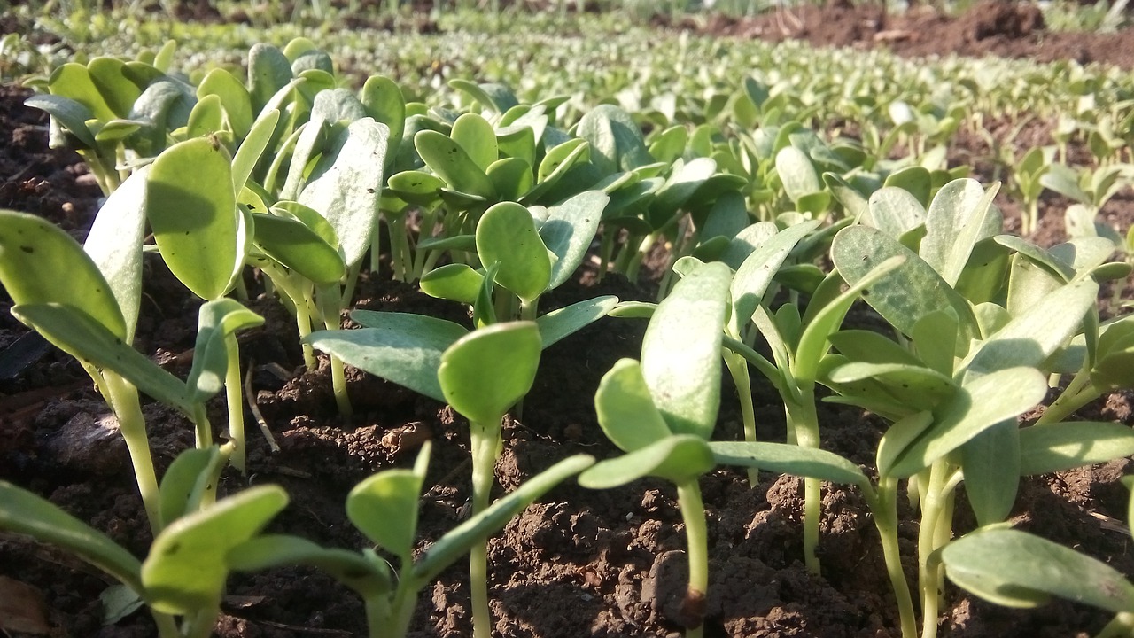 agriculture flora leaf free photo