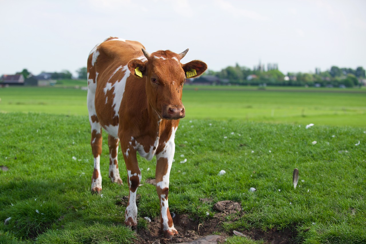 agriculture cow pasture free photo